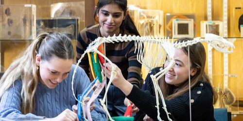 A group of students working on an anatomical skeleton.
